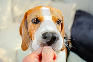 Feeding beagle dog with a treat from hand