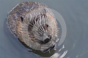 Feeding beaver