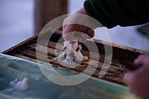 Feeding bees with additional treatment made of sugar to replenish food reserves