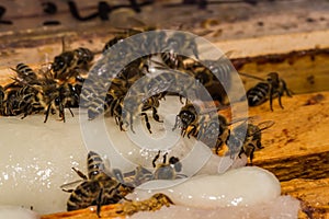 Feeding bees with sucrose on honeycomb frames in the hive