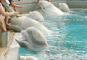 Feeding Belugas