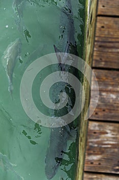 Feeding Big Tarpon