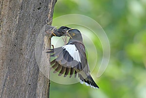 Feeding the bird in the Air1