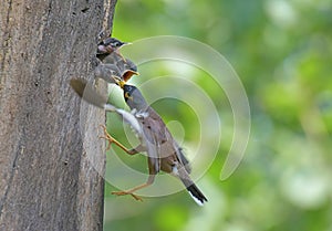 Feeding the bird in the Air2