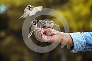 Feeding birds