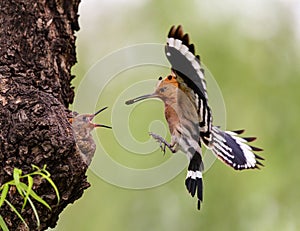 Feeding birds