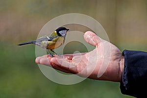 Feeding the birds in the hands