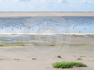 Feeding birds in shallow water at low tide, Westerstrand beach, Schiermonnikoog, Netherlands photo