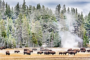 Feeding Bison in Yellowstone's Geyser Basin