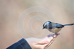 Feeding a black-capped chickadee by hand.