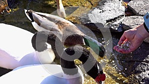 Feeding of Black-necked swan Cygnus melanocoryphus