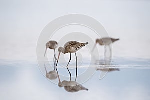 Feeding black tailed godwit