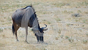 Feeding Blue Wildebeest Connochaetes taurinus