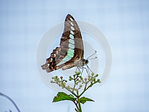 Feeding bluebottle butterfly against the sky