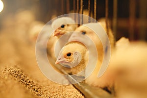 Feeding broiler chickens at the age of 1 week in a poultry factory