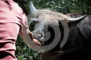 Feeding buffalo from hands in South Asia