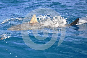 Feeding bull shark