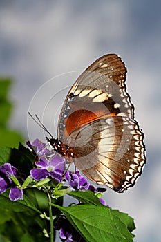 Feeding butterfly