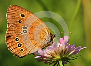 Feeding butterfly
