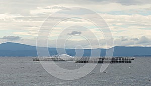 Feeding the caged salmon in Tasmania