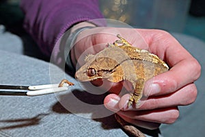 Feeding of captive crested gecko