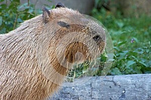 Feeding capybara