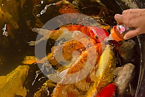 Feeding Carp fish with baby milk bottle