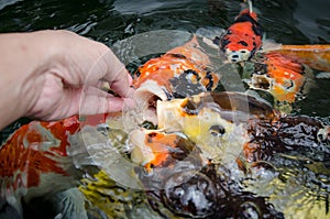 Feeding carp by hand