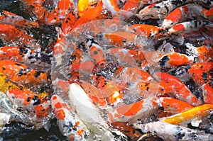 Feeding carp / koi fish in pond / pool