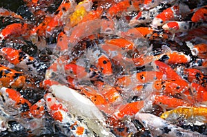 Feeding carp / koi fish in pond / pool