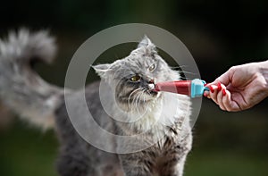 Feeding cat ice cream in summer