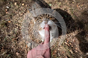 Feeding cat licking finger outdoors