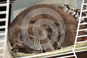 Feeding the cat with newborn kitten in a cage