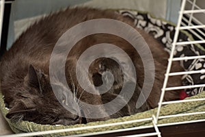 Feeding the cat with newborn kitten in a cage