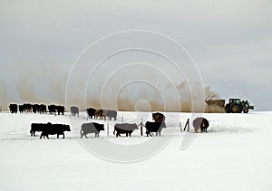 Feeding the Cattle