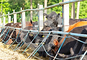 Feeding cattle on a farm