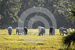 Feeding of cattle on farmland grassland. Milk cows grazing on green farm pasture on warm summer day