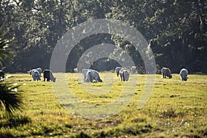 Feeding of cattle on farmland grassland. Milk cows grazing on green farm pasture on warm summer day