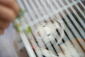 Feeding cavies with fresh vegetable