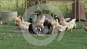 Feeding chicken and ducks