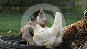 Feeding chicken and ducks