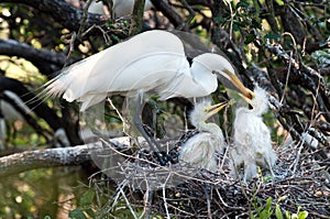 Feeding the chicks