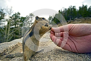 Feeding Chipmunk