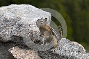 Feeding Chipmunks