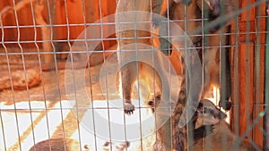 Feeding the coati in a cage, coati fighting for food at the zoo