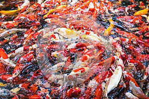 Feeding colorful koi carp fish in garden pool