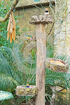 Feeding colorful tropical birds Amadina Qulda and Zebra finch