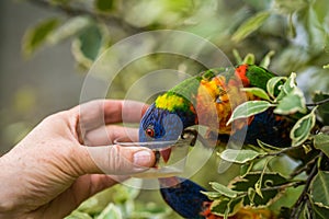 Feeding Colourful Parrot Rainbow Lorikeets