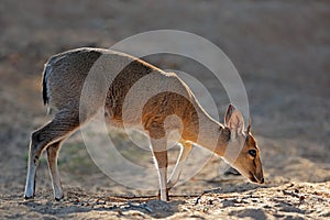 Feeding common duiker - Kruger National Park