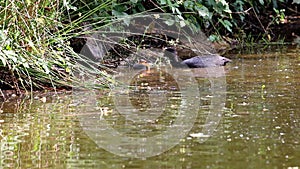 Feeding coot in Voorstonden lake, Holland